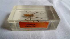 ������� ���� "�������. " � �����, ������ 70�40�24�� ����