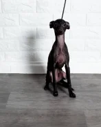��������. ����
