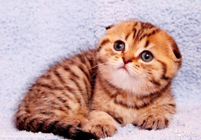 Шотландские котик и кошечка! - Кошки Владивосток