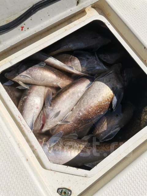Yamaha FR-25. 1992 ���, ����� 8��., ��������� ���������, 225��.�., ������ ����