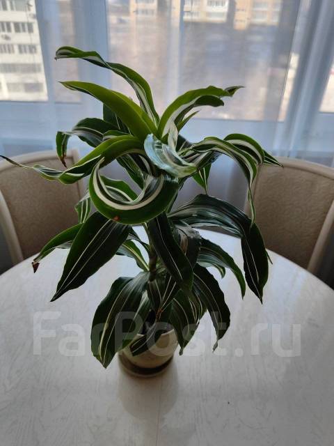Продам комнатное растение цветы цветок Драцена - Растения во Владивостоке