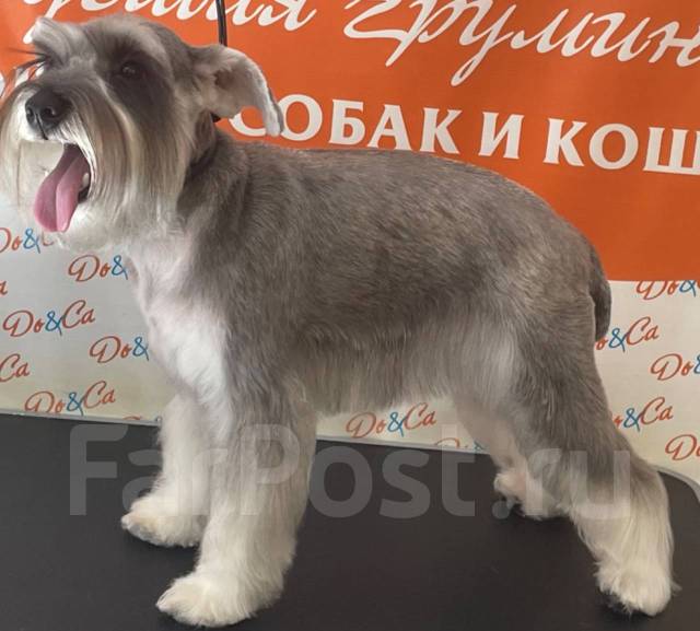 Экспресс-линька, бритье, стрижка кошек и собак с выезд на дом в ...
