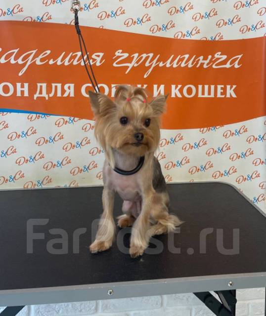 Экспресс-линька, бритье, стрижка кошек и собак с выезд на дом в ...