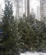 ����. ����