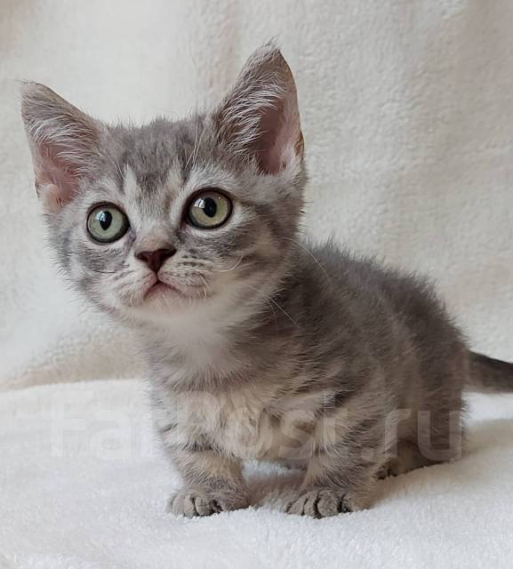 Манчкин, в наличии во Владивостоке