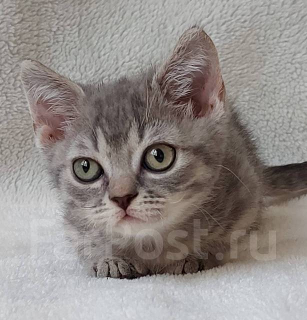 Манчкин, в наличии во Владивостоке