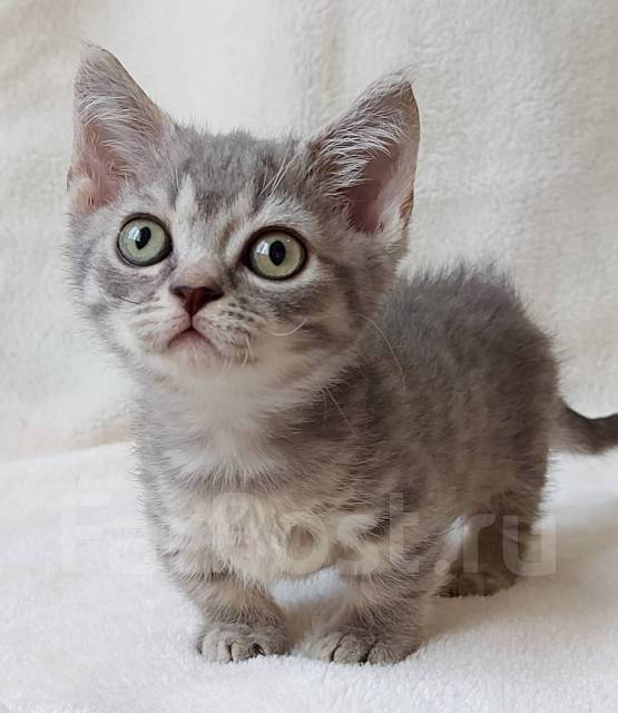 Манчкин, в наличии во Владивостоке