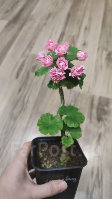 Пеларгония махровая розовая, в наличии. Цена: 300₽ во Владивостоке