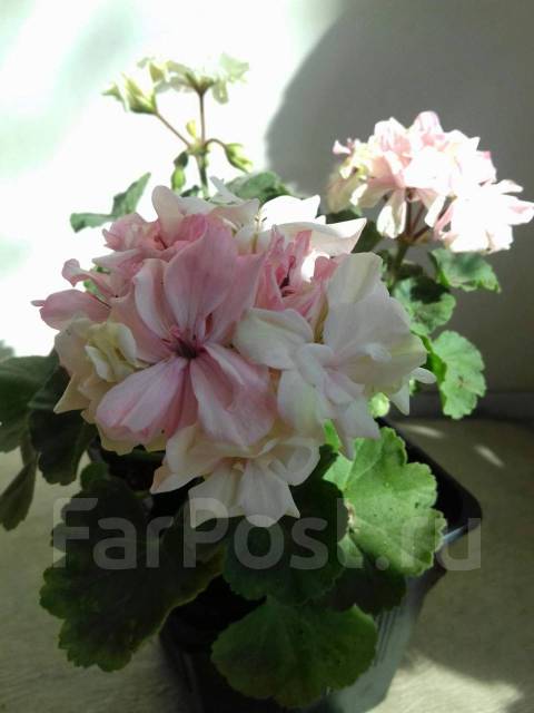 Пеларгония Brookside Melodi - Растения во Владивостоке