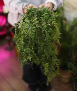 �������� ������ �������� ���������� ��������� ������� ����