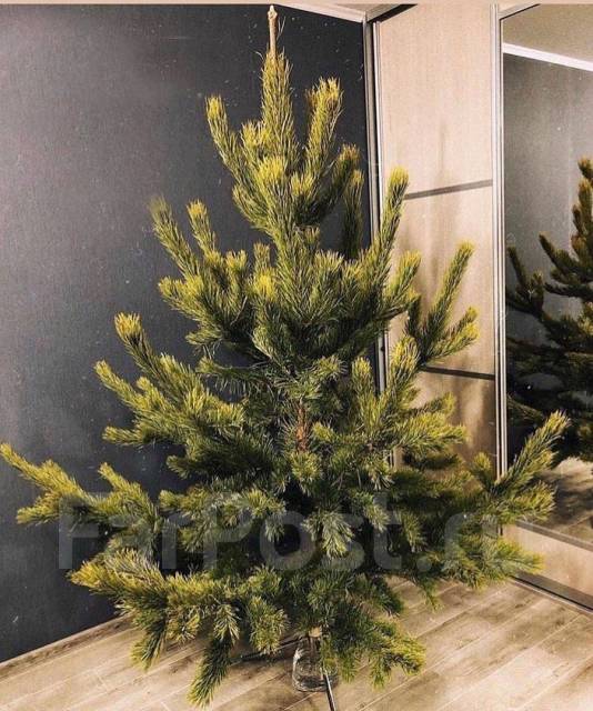 Живые елки Сосны и Пихты, огромный склад, +3 подарка каждому, новый, в ...