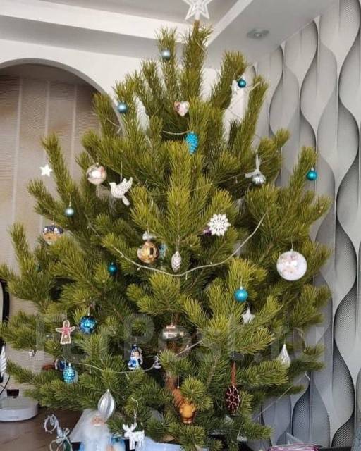 Живые елки Сосны и Пихты, огромный склад, +3 подарка каждому, новый, в ...