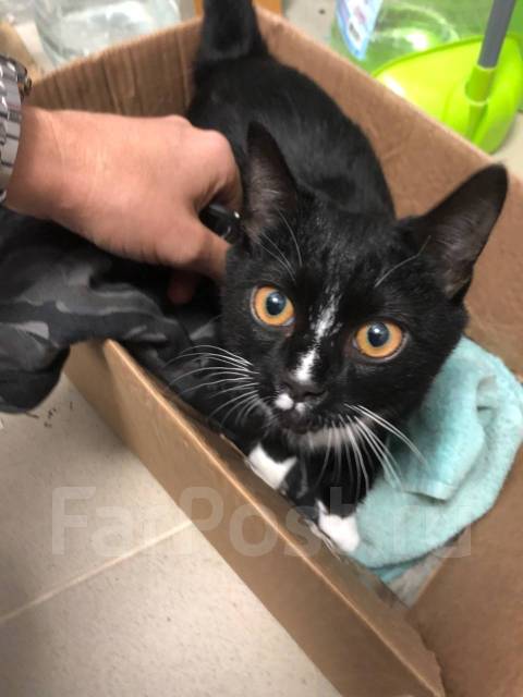 Кот Егор в богатые и добрые руки - Кошки во Владивостоке