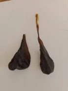 ����� �������� ����