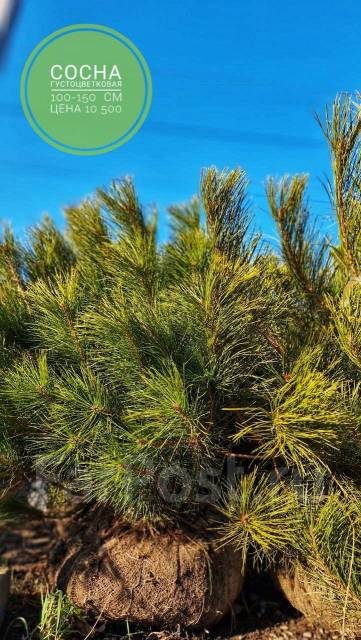 Сосна густоцветковая 100-150см - Сад и огород во Владивостоке