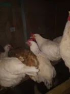 ����. ����