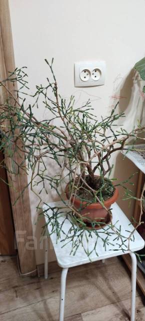 Хатиора, в наличии. Цена: 500₽ во Владивостоке