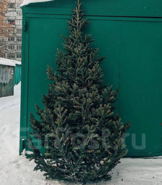 Живые елки Сосны и Пихты, огромный склад, +3 подарка каждому, новый, в ...