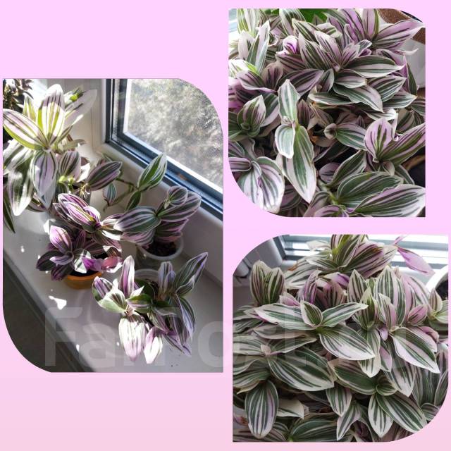 Комнатные растения - Растения во Владивостоке