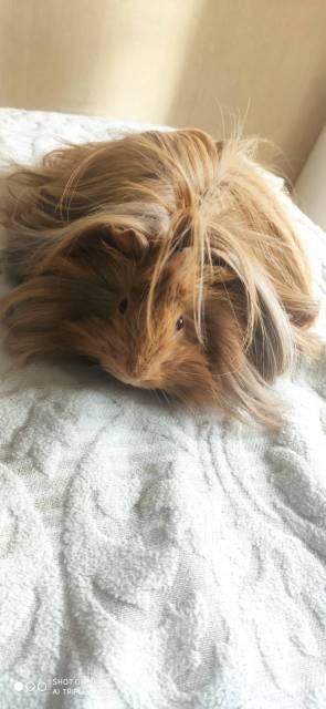 Морская Свинка длинношерстная c клеткой - Другие животные во Владивостоке