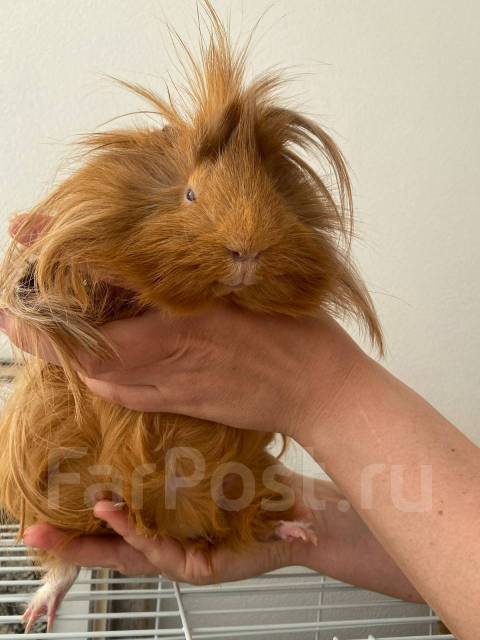 Морская Свинка длинношерстная c клеткой - Другие животные во Владивостоке
