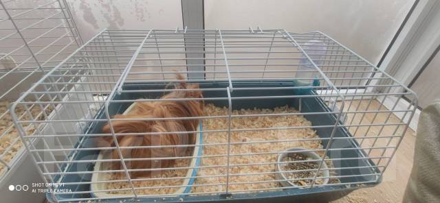 Морская Свинка длинношерстная c клеткой - Другие животные во Владивостоке