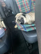 ����. ����
