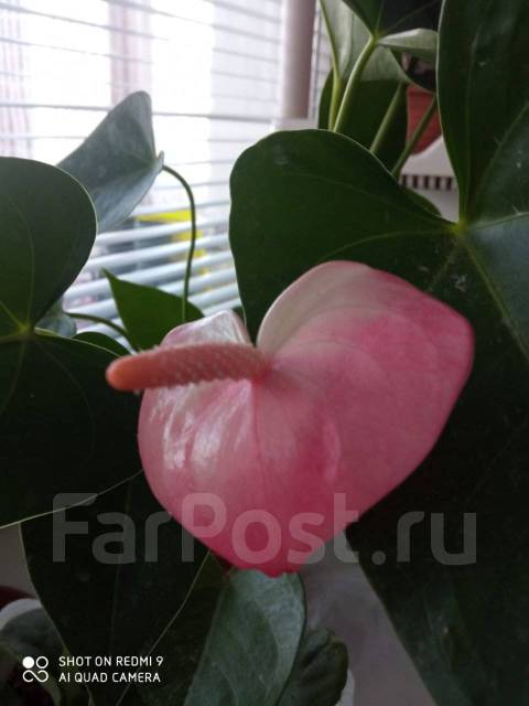 Продам розовый Антуриум - Растения во Владивостоке