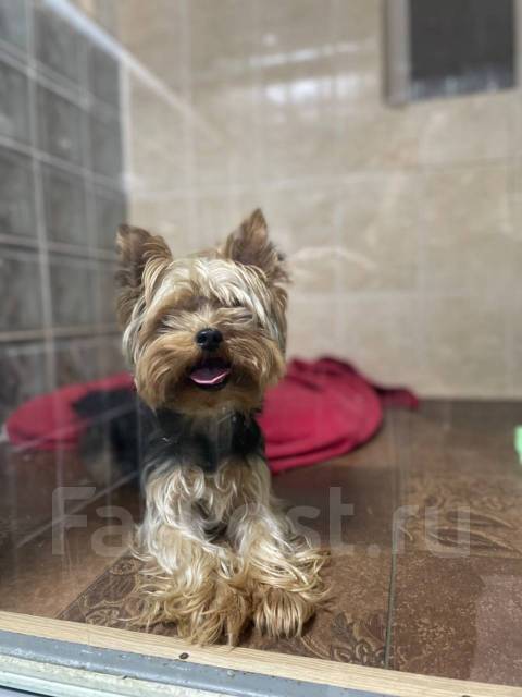 Гостиница для животных во Владивостоке