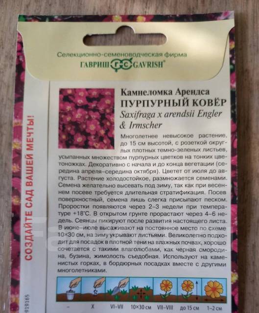 Семена Камнеломка "Пурпурный ковёр", новый, в наличии. Цена: 60₽ во ...