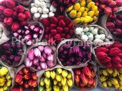 ��������. ����