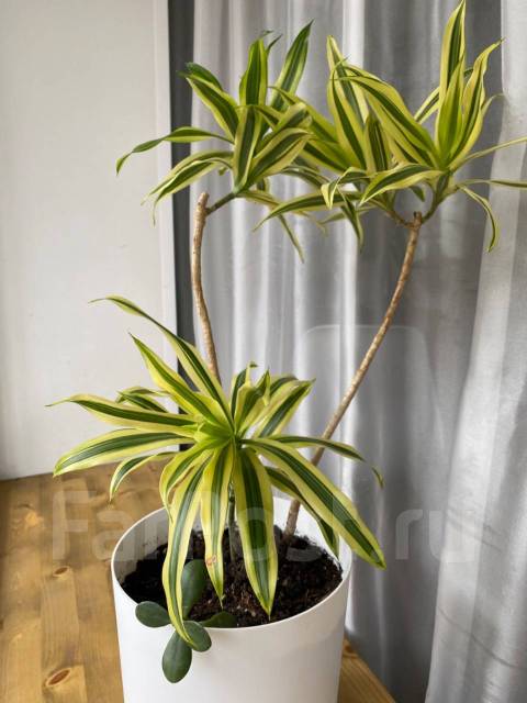 Драцена Рефлекса Песня Индии - Растения во Владивостоке