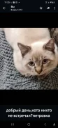 �����. ����