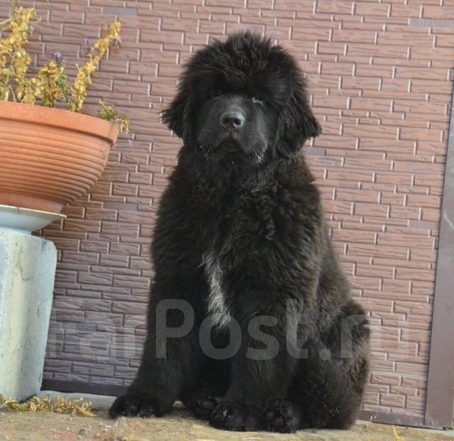 Ньюфаундленд щенок - Собаки во Владивостоке