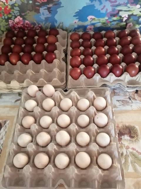 Продам ИЯ кур породы Маран, под заказ. Цена: 150₽ в Уссурийске