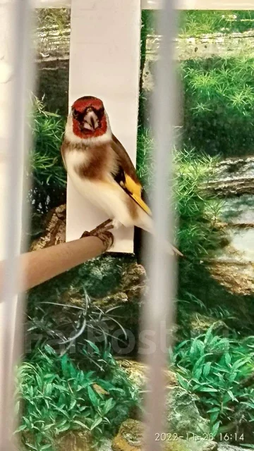 �����. ����