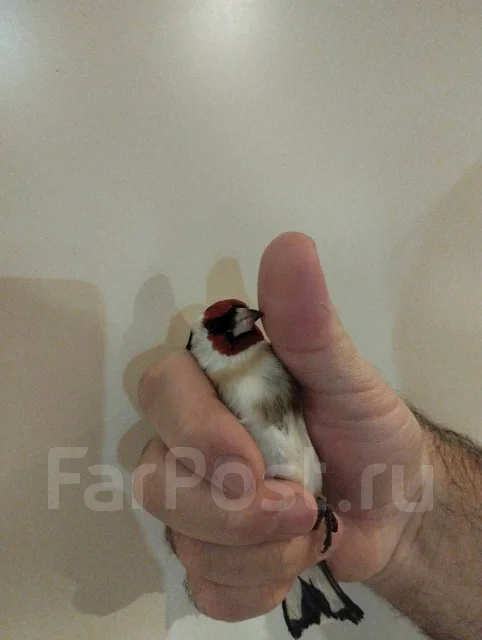 �����. ����