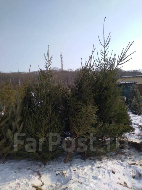 Ель живая новогодняя! Очень пышная. Ростовка от 1м до 5м. На Де-Фризе ...
