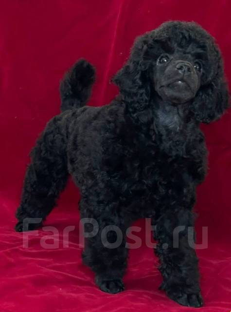 Черный карликовый пудель цена Москва 8 фото - Питомник - LUXPOM!