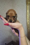 �����. ����