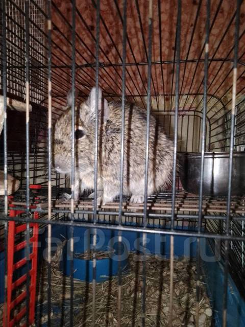 Белки дегу, в наличии. Цена: 1 500₽ в Находке