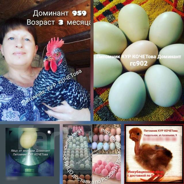 Инкубационное яйцо. Ассортимент. Привоз, под заказ во Владивостоке