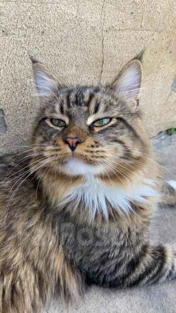 Котята Мейн-кун - Кошки во Владивостоке