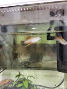 ����. ����