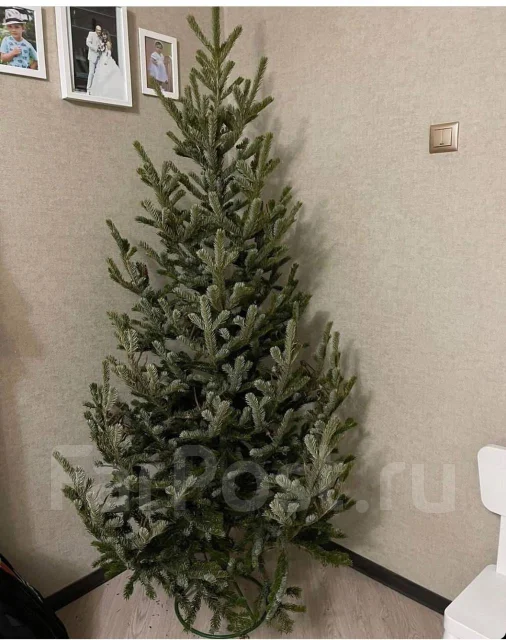 ���� �����. ����