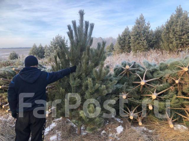 Елки фото живые для сада