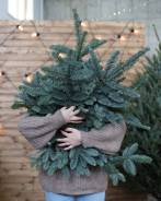 ���� �����. ����