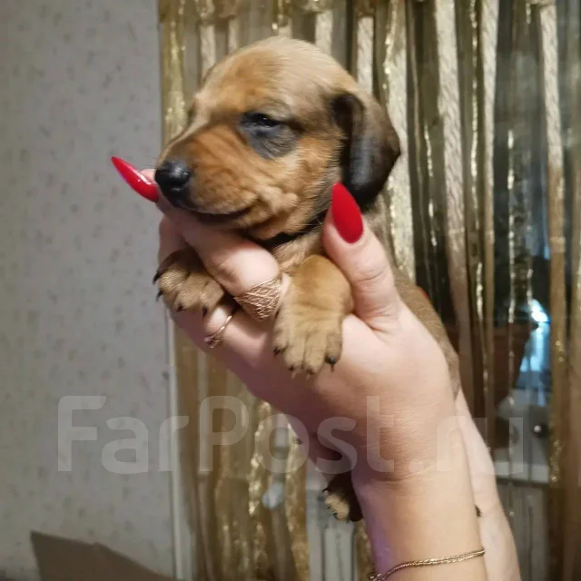 �����. ����