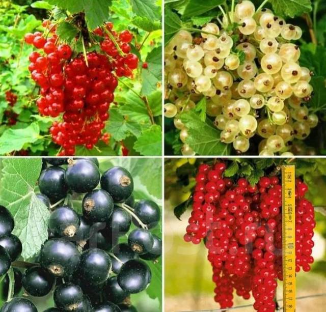 Продаются кусты смородины черная, красная разных сроков созревания ...