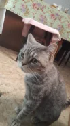 ����������� ��������� �����. ����